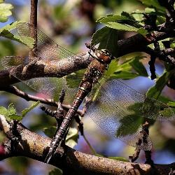 Aeshna mixta